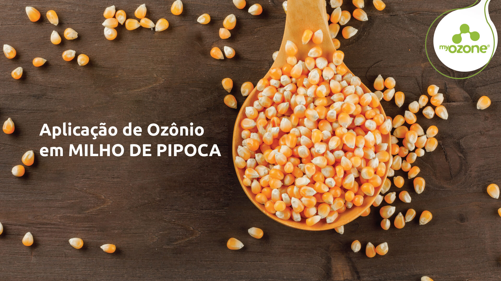 ozonio-em-milho-de-pipoca-combate-de-insetos-e-pragas