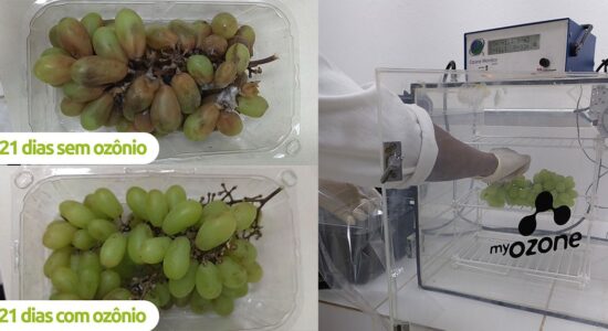 Ozônio na pós colheita de uvas- inativação de bolores e leveduras