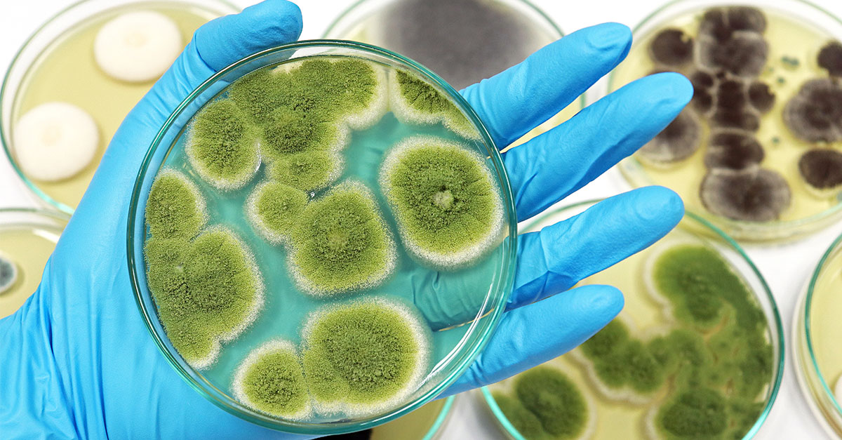 ozonio-em-micotoxinas-como-agente-fungicida-1