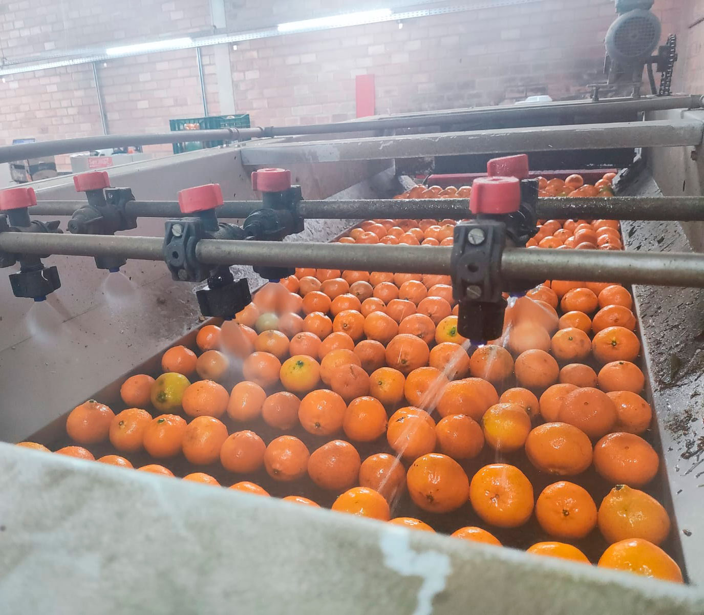 Ozônio na Lavagem e Sanitização de Alimentos Ozônio na Lavagem e Sanitização de Alimentos