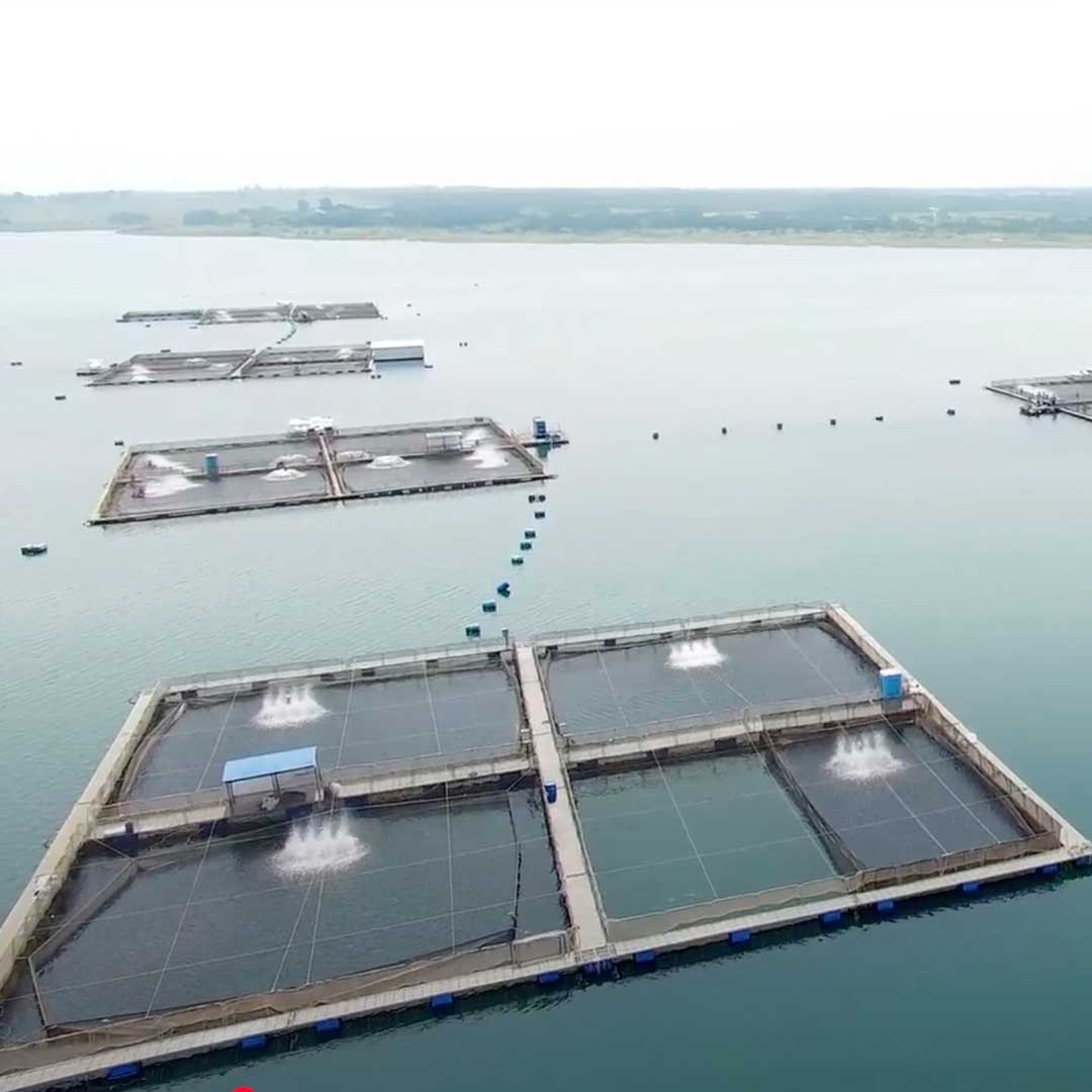ozônio-na-aquicultura ozônio-na-aquicultura
