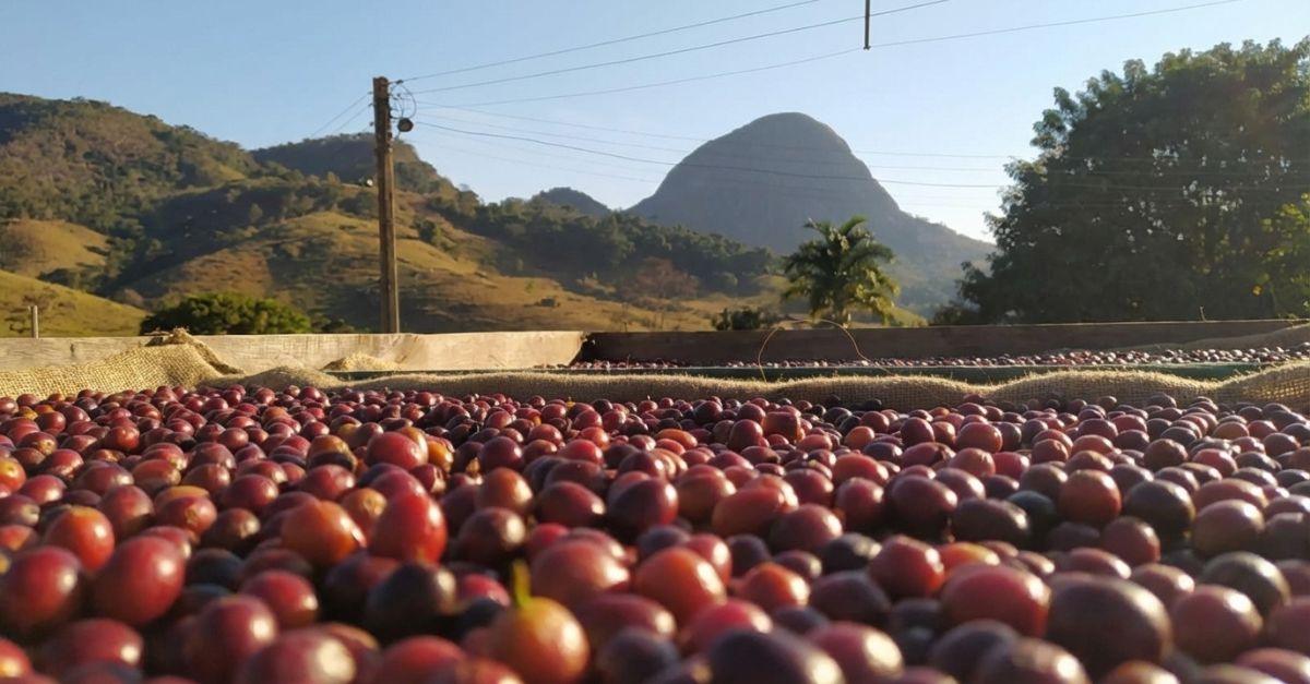 Ozônio em grãos de café - myOZONE e UFV