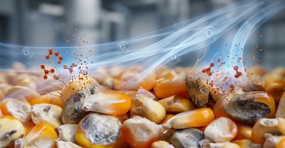 Ozônio na redução de micotoxinas em grãos e as evidências Ozônio na redução de micotoxinas em grãos e as evidências